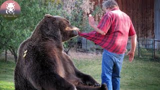 Mother Bear Crying for Help Leads This Man to Her Trapped Cubs
