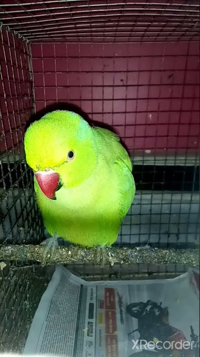 aj ki party meri taraf se cute Parrooooooooooot......