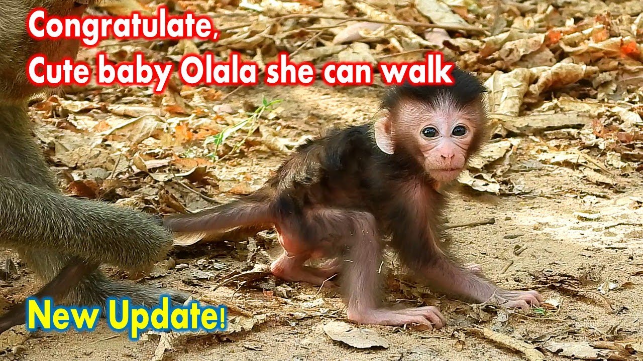 New Update! Amazing Cute baby Olala she just born few day but now she can walk little around her mom