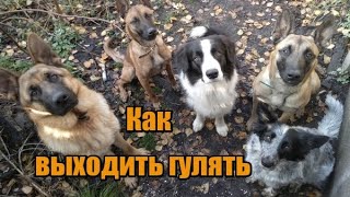 Как правильно выходить с собакой на прогулку Как правильно выходить с собакой на прогулку