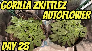 How I Grow Autoflowers 420Fastbuds Part 5 Gorilla Zkittlez
