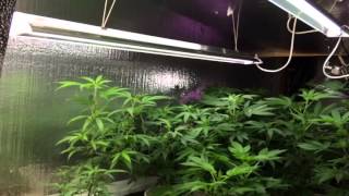LST Tying Down Our Plants Part 2!