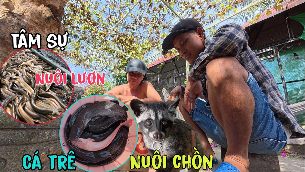 M.ua Thêm Cá Trê Cho Chồn Ăn,Câu Chuyện Nuôi Lươn Của Chú 10