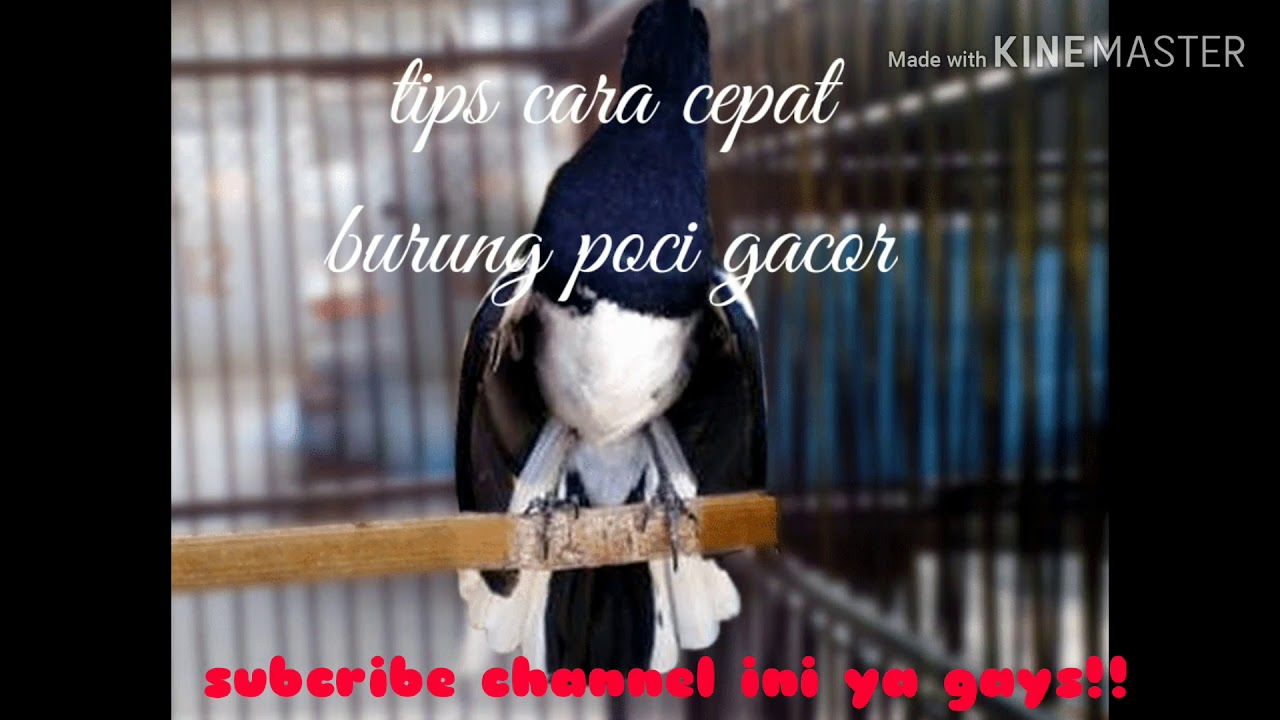 Cara cepat burung poci gacor terbaru 
