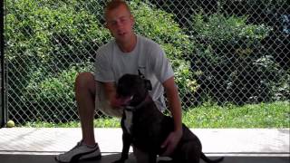 Adopted Adopt Mia - Stevens-Swan Humane Society