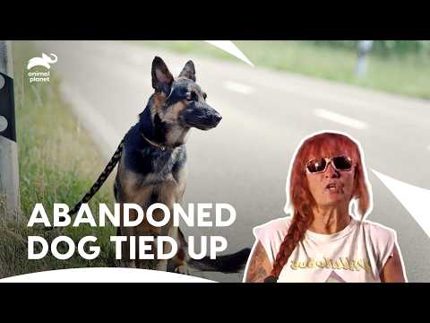 Pitbulls And Parolees Tia