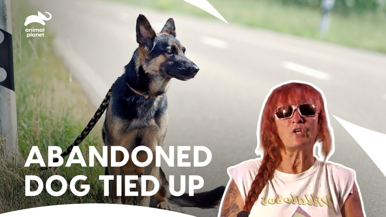Tumour Puts Dog Adoptions at Risk | Pit Bulls & Parolees S7 E7,8,9 | Animal Planet