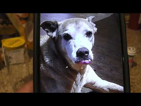 Video: Kæmper Chemo Skrumpekræft i en hund?