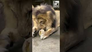 John the Lion Loves Ostrich Eggs  Cincinnati Zoo #shorts
