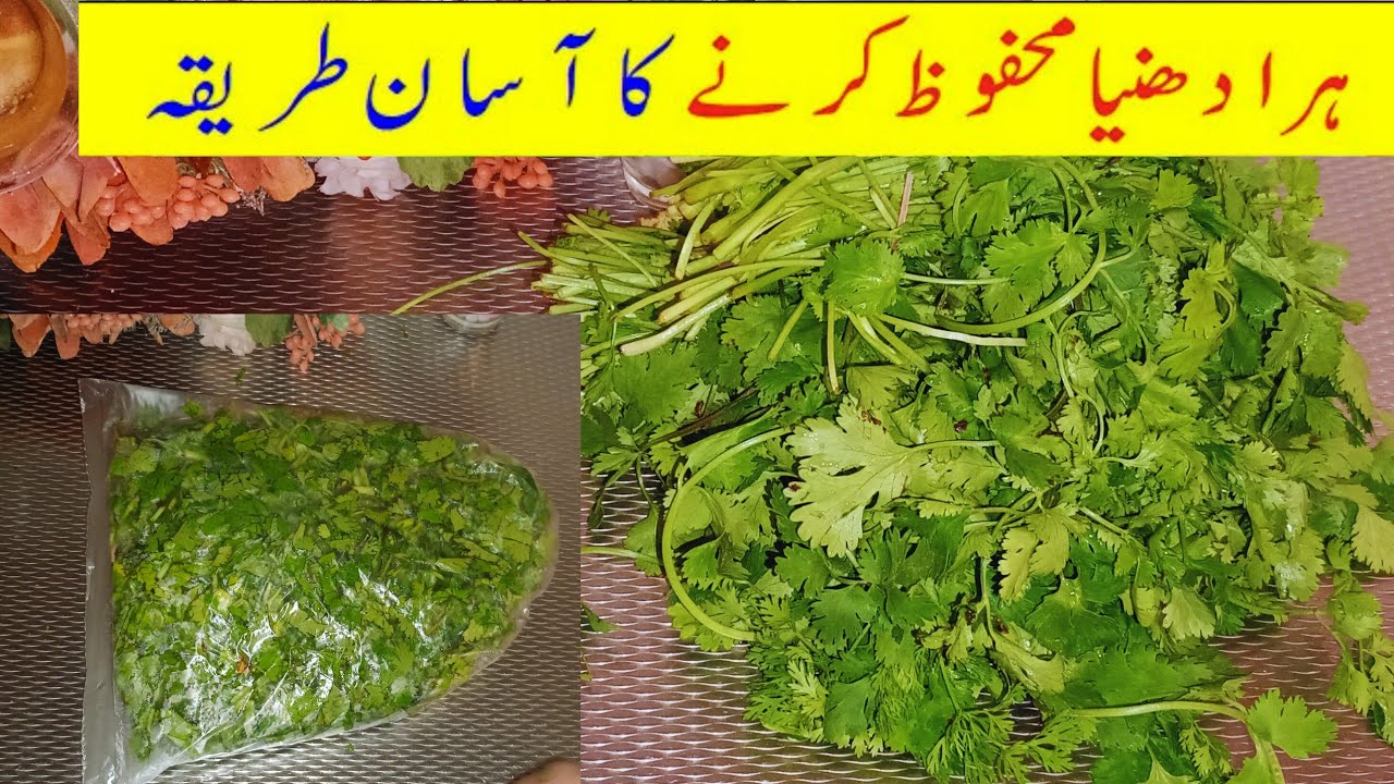 How To Cut & Store Coriander Leaves | Ways To Clean Coriander Leaves | Basic Cooking| hams food