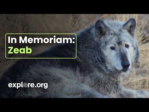 In Memory of Zeab