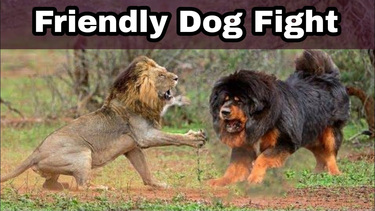 bhotia dog fight gaddi dog Himalayan Mastiff dog Tibetan Mastiff