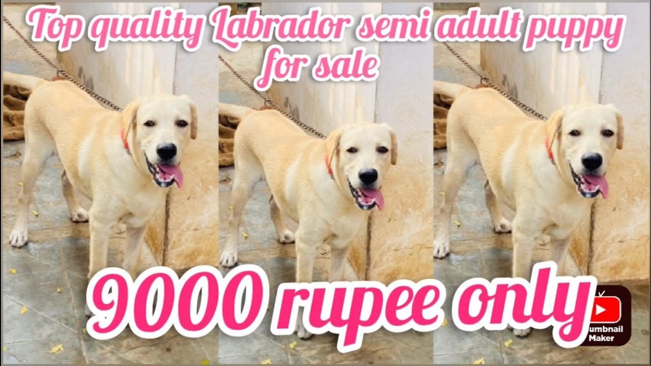 Labrador puppy for sale7075311125dog market in nellore YouTube