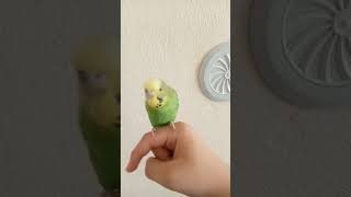 Sol Sa Sol Sa Hergün Bayram Olsa 😂😂😂😂