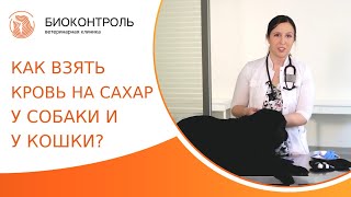 🩸 Как правильно взять кровь на сахар у собаки и кота? Как взять кровь на сахар у собаки и кошки. 18+