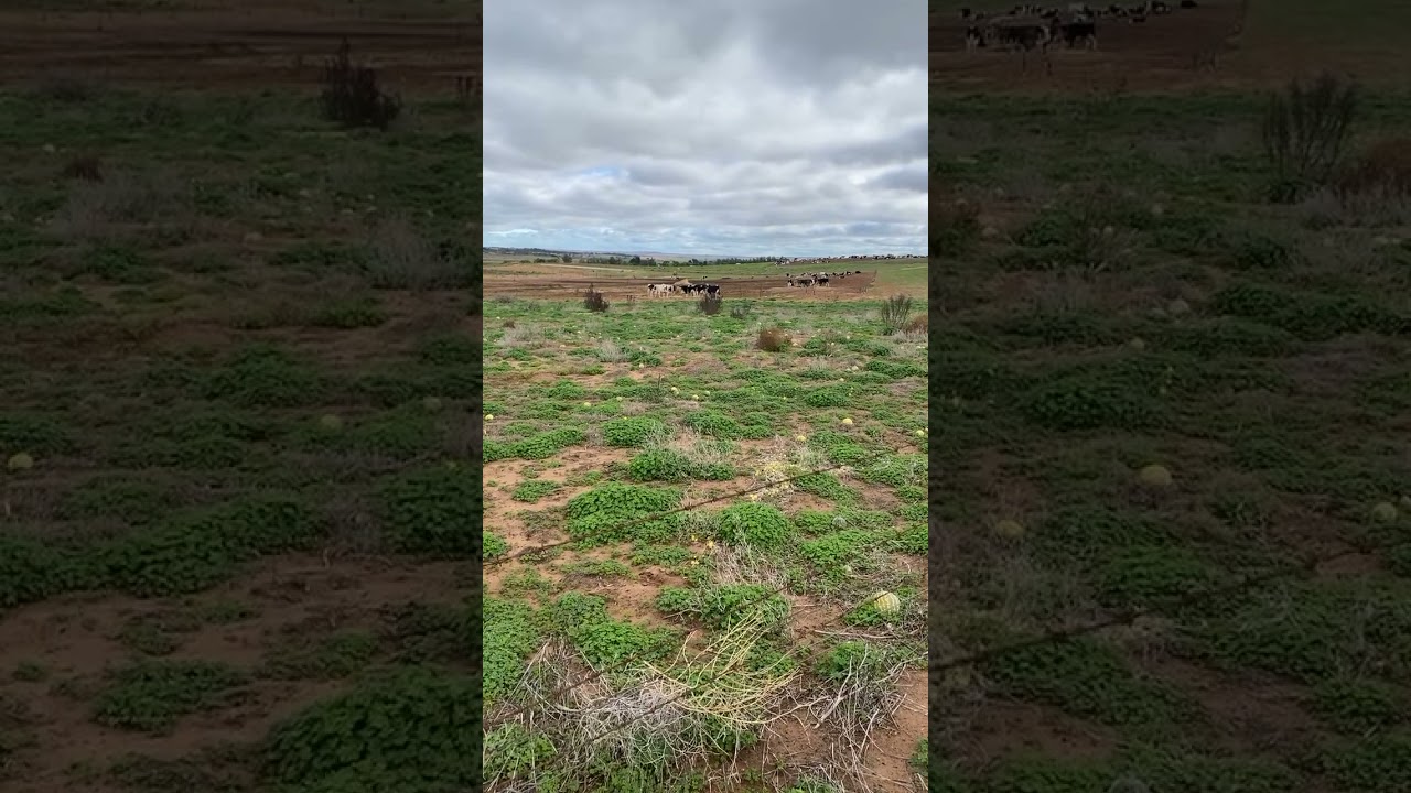 🐮 Cows In Fields 🐮