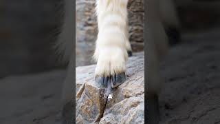 Why This Goat Can Sit Where Humans Can’t