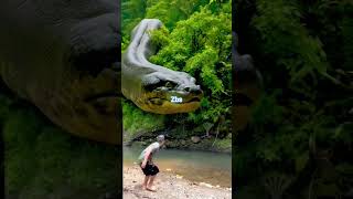 Download Lagu Shocked... A very large giant Titanoboa snake emerged from the bushes #snake #ai #usa MP3