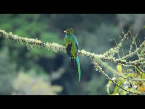 Resplendent Quetzal