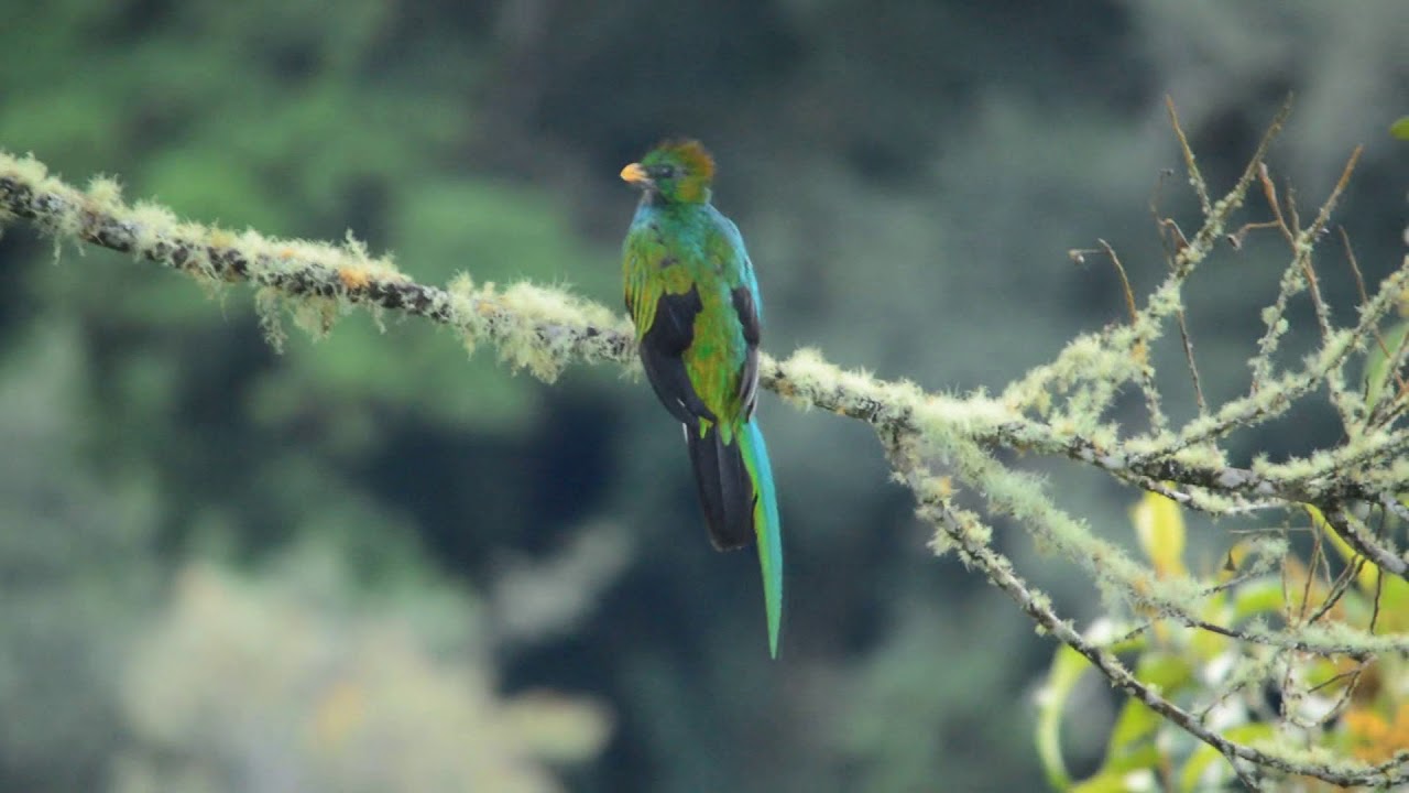 Resplendent Quetzal