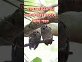 #funny #comedy #মজারভিডিও