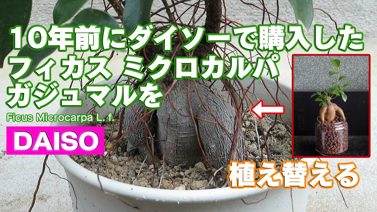 10年前に購入したガジュマルを植え替える - YouTube