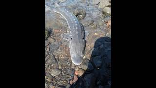 Sturgeon Fishing on the Columbia River (Bank Fishing)Bonneville Dam