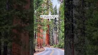Steal our perfect California National Park road trip itinerary!👇🏼#sequoianationalpark #yosemite