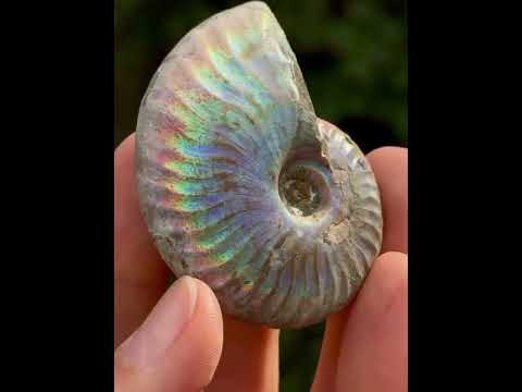 Райдужний АМОНІТ - Мадагаскар, видео 1