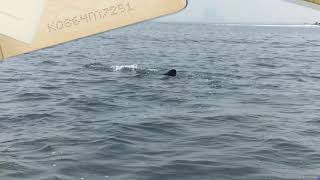 PAUS DI LAUT JAKARTA