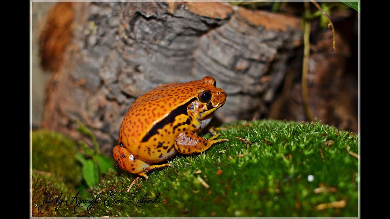 Żaba pomidorowa Dyscophus guineti Terrarium