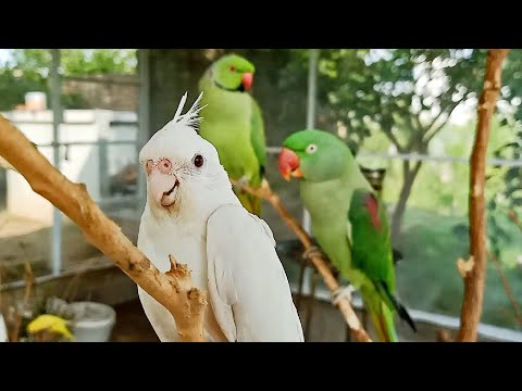 Super Cute Talking Parrots