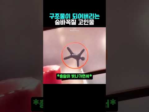 상상을 초월하는 숨바꼭질 고인물들의 위장 수준 #메차카멜레온
