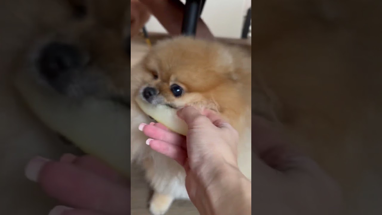 Ваша собака ест дыню?😂 Наш плодожорка #шпиц #klykovshorts #Клыков