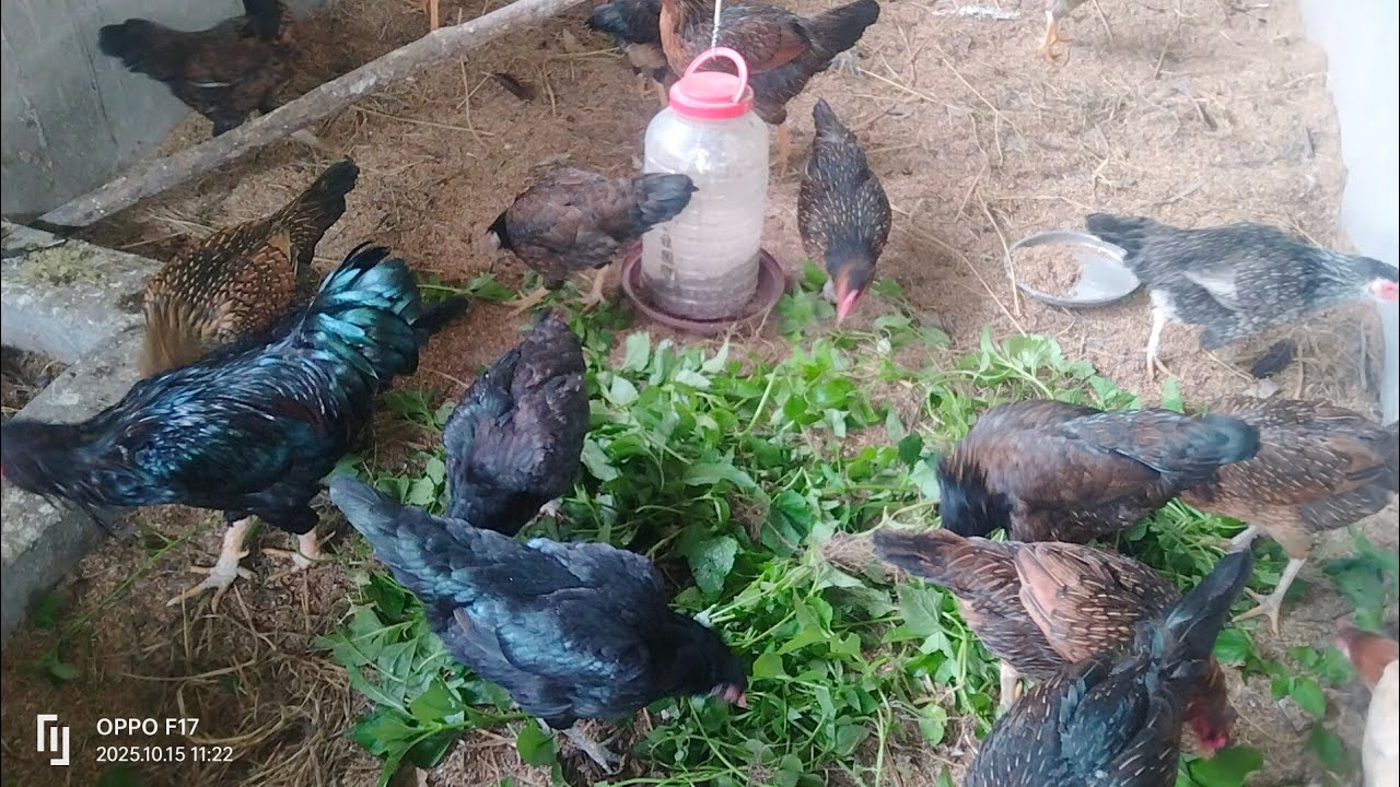 Легко и без затрат сделать кормушку для кур l птиц l формовку