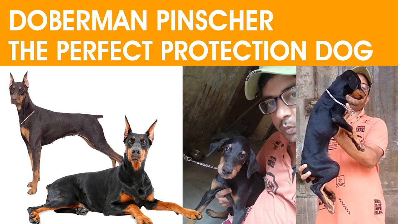 Meet the Doberman Pinscher The Perfect Protection Dog Sri Sai Pet