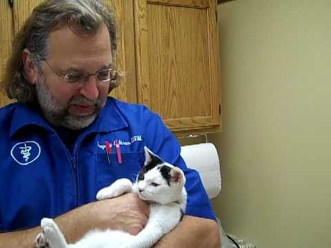 Kitten Cat Declaw ( Veterinarian in Elk Grove Vill...