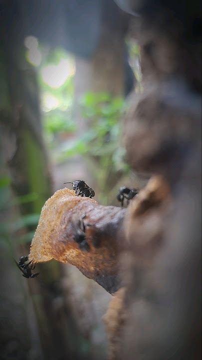 Kisah Lebah dan Rasulullah || Habib Rifky Alaydrus