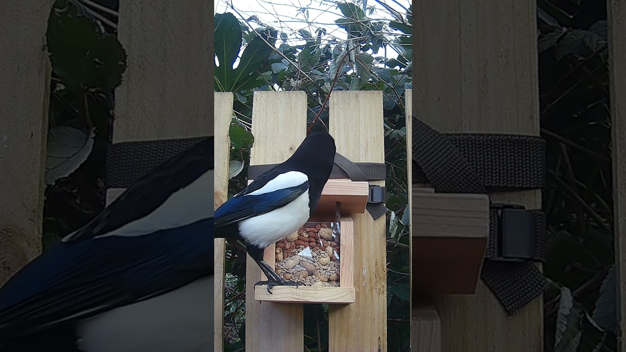 Noisy magpie checking out the new squirrel feeder