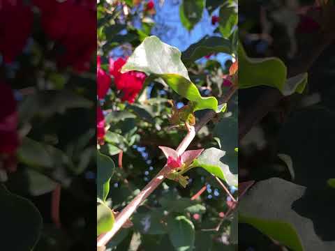 ميادة الحناوي سيبولي قلبي وارحلوا 