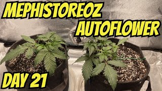 How I Grow Autoflowers Mephisto Genetics Part 4 Mephistoreoz