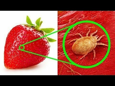 10+ Ordinary Things That Look So Weird Under a Microscope They Seem to Belong to a Parallel Universe