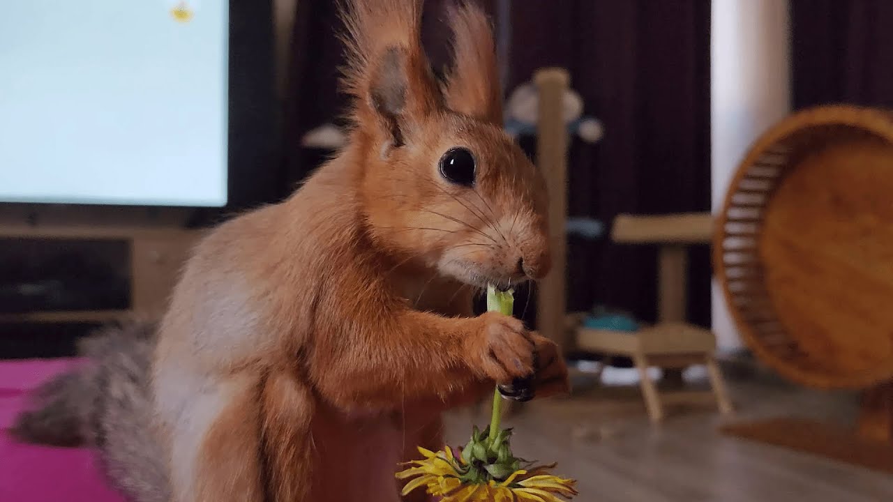 Наконец то!!! Время одуванчиков пришло!!! 😃 Squirrel loves to eat