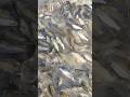 মাশাল্লাহ, বিলের সব টেংরা মাছ এক জায়গায়।#fish #fb #fishing #fishingvideo #fishinglife