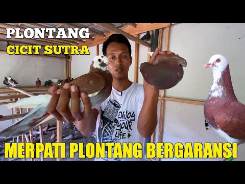 NYOBAIN BELI MERPATI PLONTANG BERGARANSI TRAH KOLONG BEBAS