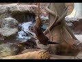 "Dancing otter"Otters playing on the rope＠Fukuoka City zoo Japan