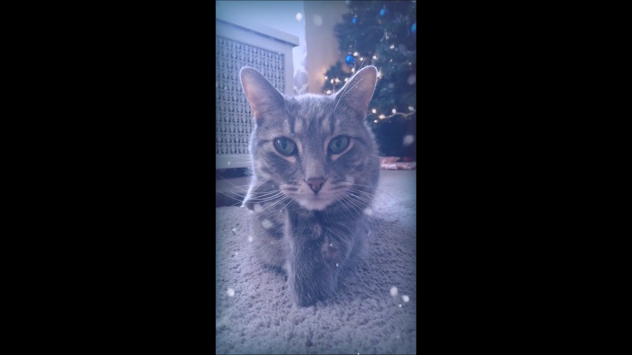CHRISTMAS VIDEO    CATS   2019 - 2020