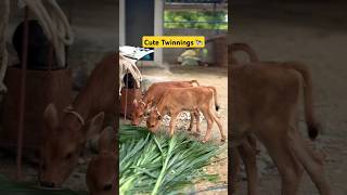 cute twin cow babies #cow #farming #farmer #farm #twins
