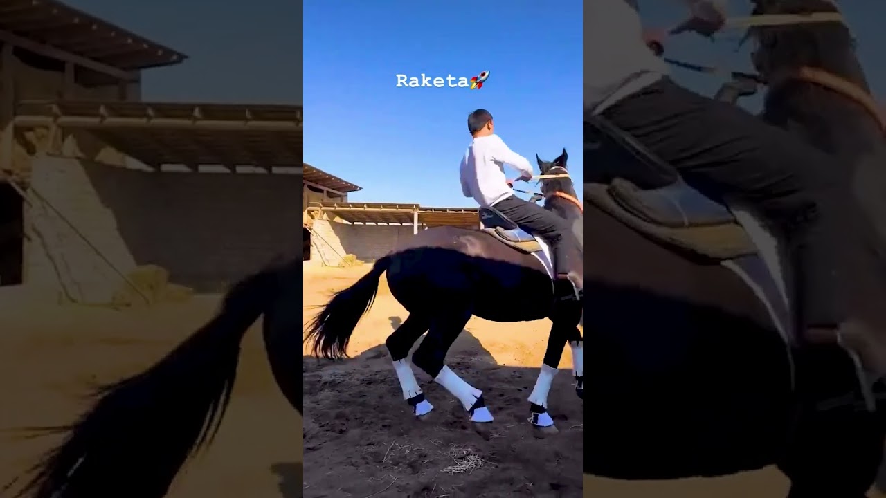 🎥 Le monde des chevaux : Beauté, puissance et liberté ! 🐴✨