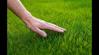 How to Grow Grass in Minecraft
